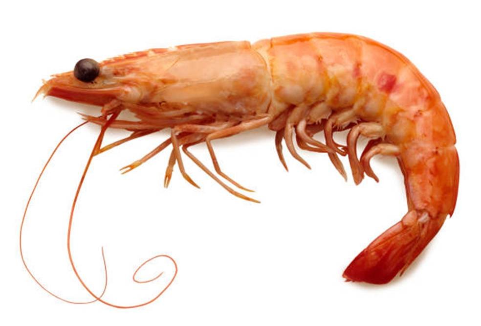 Shrimp